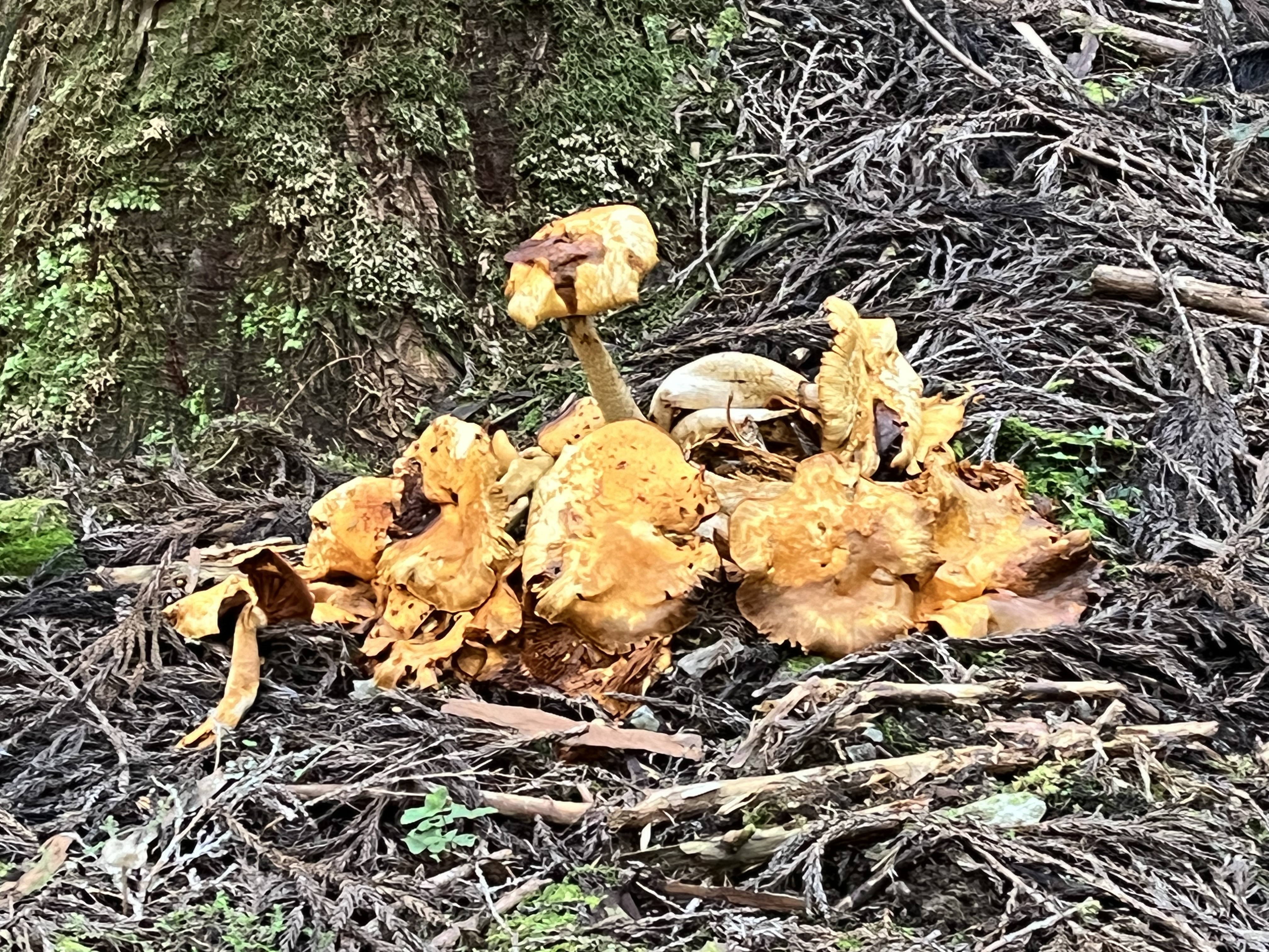 芦生１泊研修